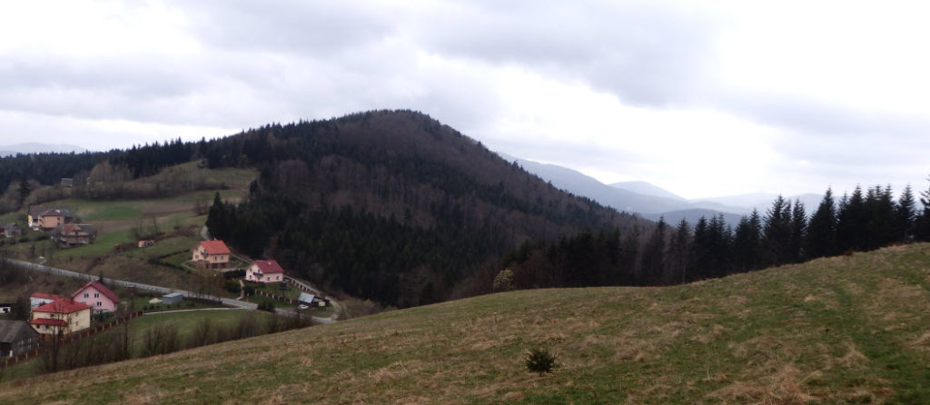 Cichoń z Ostrej.