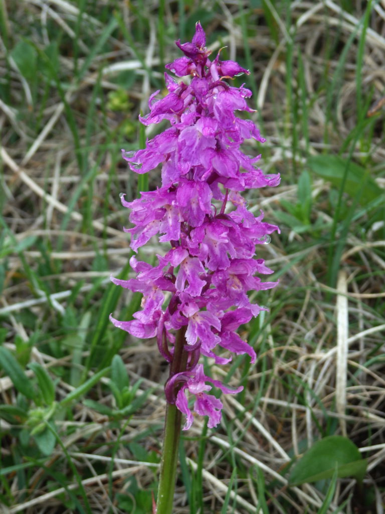 Gółka długoostrogowa